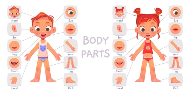 kroppens anatomi